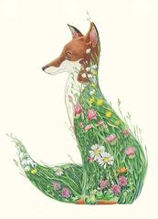 Fox in meadow